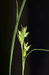 Eastern narrowleaf sedge